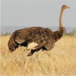 ostrich in kruger